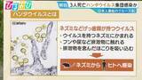 「クルーズ船で“集団感染”か「ハンタウイルス」とは　専門家「日本国内で広がる可能性は低い」【ひるおび】」の画像1