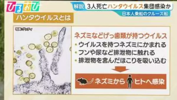 クルーズ船で“集団感染”か「ハンタウイルス」とは　専門家「日本国内で広がる可能性は低い」【ひるおび】