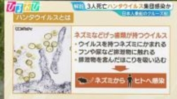クルーズ船で“集団感染”か「ハンタウイルス」とは　専門家「日本国内で広がる可能性は低い」【ひるおび】