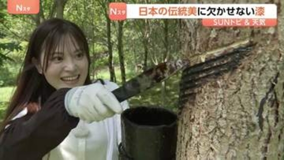 黒い溝は何のため？日本伝統美に欠かせない「漆」　国産はわずか　「大子漆」7～8月に最も高品質な漆が　1本の木から牛乳瓶1本分しか取れず　茨城・大子町【SUNトピ】