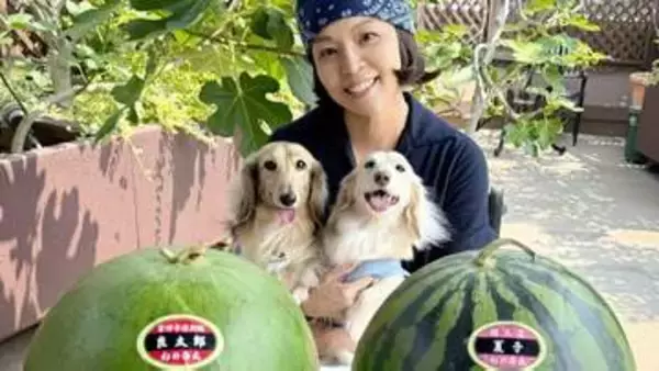 【 石原詢子 】杉良太郎さんの『良太郎スイカ』と『夏子スイカ』を堪能　杉家の愛犬たちにもメロメロ