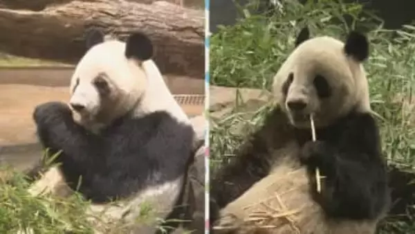 【速報】中国返還の双子パンダ上野動物園を出発　今夜に成田空港を出てあす中国・四川省の「保護研究センター」へ
