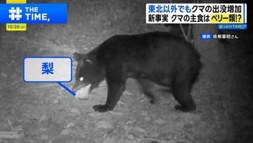 西日本でクマ出没が急増 エサを失い昆虫まで食べる異常事態「今年ほど最悪な年はない」【THE TIME,】【追っかけTIME】