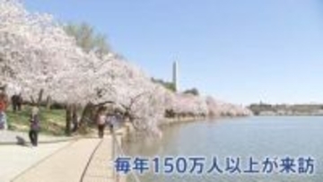 世界的桜の名所 ワシントンのポトマック川沿い3000本以上の桜が満開　支局カメラマンが撮影　アメリカ建国250年で新たに250本の桜を日本が寄贈 “日米友好のシンボル”