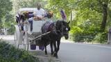「アメリカ・NYセントラルパークから「観光馬車」が消える？150年続く名物で初の死者 「廃止」めぐり賛否　今月（9月）にも法案審議へ」の画像1