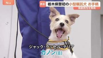 ジャック・ラッセル・テリアの警察犬がお手柄　道に迷った80代男性を発見して表彰　栃木県初の小型警察犬