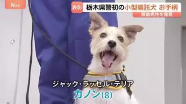 ジャック・ラッセル・テリアの警察犬がお手柄　道に迷った80代男性を発見して表彰　栃木県初の小型警察犬