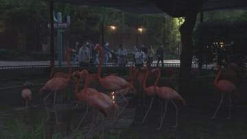 15年ぶり“パンダ不在”の上野動物園で「夜のどうぶつえん」開催　夜のハシビロコウの姿は… 東京都が新たな魅力発信に注力