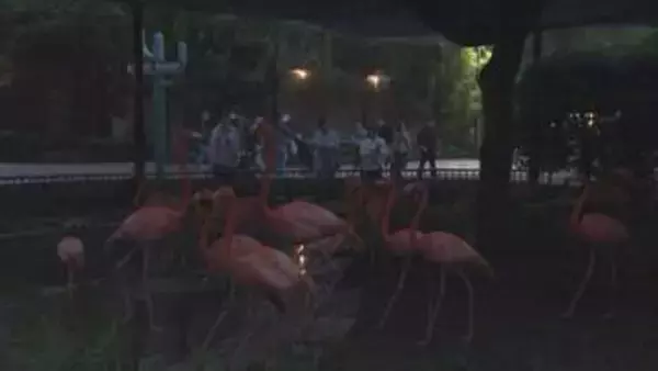 15年ぶり“パンダ不在”の上野動物園で「夜のどうぶつえん」開催　夜のハシビロコウの姿は… 東京都が新たな魅力発信に注力