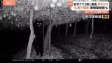 「きょうも各地でクマ出没　岩手で犬と散歩中の男性が2頭と遭遇しけが　札幌ではヒグマ駆除　山形の名産品被害に“複雑”な思いも…」の画像1