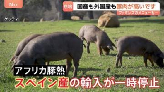 家計の味方だったのに…豚肉が高い！「1キロで300円上がった」スペイン産輸入停止で値上がり　サイゼリアの「生ハム」は販売休止に