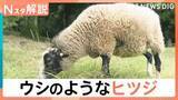 「まるでウシのようなヒツジ「うっしー」なぜ黒いのか？小さいころの写真を見てみると…【Nスタ解説】」の画像1