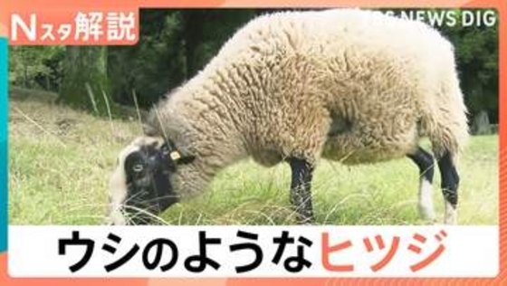 まるでウシのようなヒツジ「うっしー」なぜ黒いのか？小さいころの写真を見てみると…【Nスタ解説】