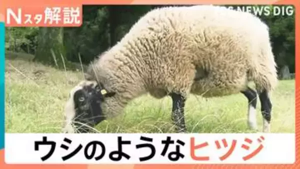 まるでウシのようなヒツジ「うっしー」なぜ黒いのか？小さいころの写真を見てみると…【Nスタ解説】