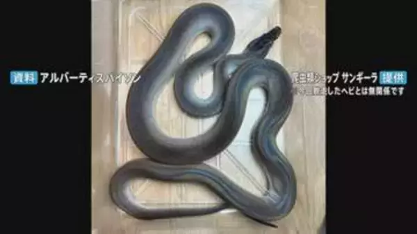 体長約2メートルのニシキヘビ2匹脱走　川崎市のマンション3階　逃げたのは「アルバーティスパイソン」オスとメスで毒はなし