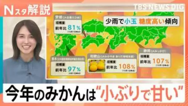 今年のみかんは小玉で糖度が高い　甘い見分け方と長持ちさせる保存術＆農家がAI活用などで「収入2倍」になった理由【Nスタ解説】
