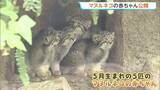 「「世界最古のネコ」マヌルネコの赤ちゃん5匹一般公開　兵庫・神戸どうぶつ王国」の画像1