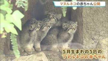 「世界最古のネコ」マヌルネコの赤ちゃん5匹一般公開　兵庫・神戸どうぶつ王国