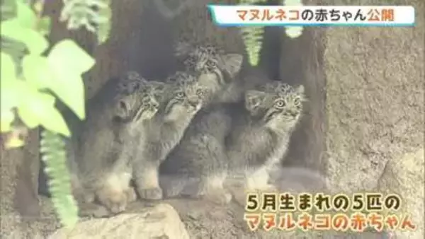 「世界最古のネコ」マヌルネコの赤ちゃん5匹一般公開　兵庫・神戸どうぶつ王国