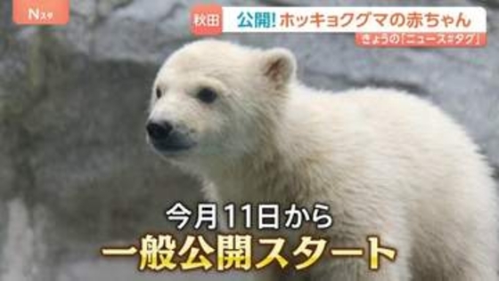 「白いもふもふ」ホッキョクグマの赤ちゃんを一般公開　秋田・男鹿水族館　名前は？