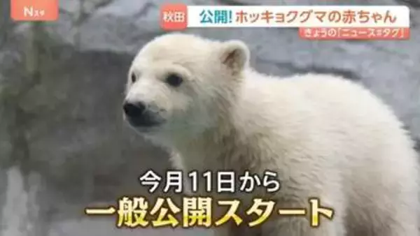 「白いもふもふ」ホッキョクグマの赤ちゃんを一般公開　秋田・男鹿水族館　名前は？
