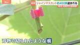 「「一気に持っていかれて悲しい」果樹園でシャインマスカット約400房盗まれる　被害額は約80万円　栃木・佐野市」の画像1