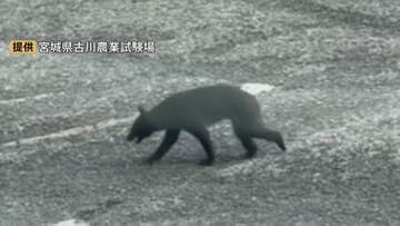 宮城の農業試験場にクマ 体長約1m　同じ日に2キロ離れた竹林でタケノコ採り中の女性がクマと遭遇し大けがも　大崎市
