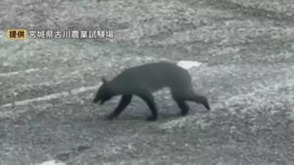 宮城の農業試験場にクマ 体長約1m　同じ日に2キロ離れた竹林でタケノコ採り中の女性がクマと遭遇し大けがも　大崎市