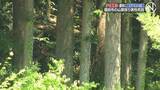 「クマが襲ったか、遺体に歯形や深い爪のあと　山中で発見の遺体、山菜採りに出て行方不明の78歳男性と確認  山形・酒田市」の画像1