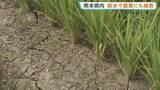「熊本県内 断水で農業にも被害　農林水産業関連の被害額は約233億円 さらに増加する見込み【熊本地震】」の画像1
