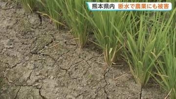 熊本県内 断水で農業にも被害　農林水産業関連の被害額は約233億円 さらに増加する見込み【熊本地震】