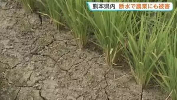 熊本県内 断水で農業にも被害　農林水産業関連の被害額は約233億円 さらに増加する見込み【熊本地震】