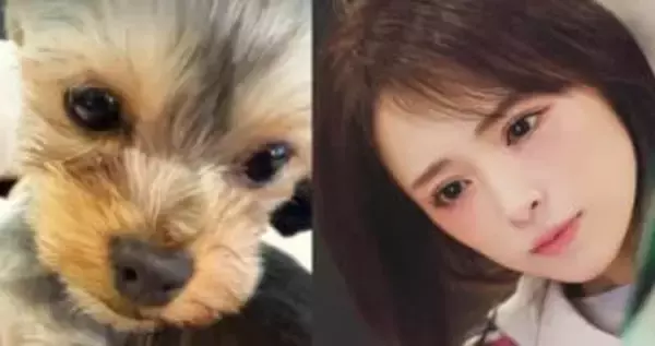 【 浜崎あゆみ 】　愛犬「グミ」が手術　「無事終わり、つい先ほど麻酔から目覚めたそうです」「まだ生まれて9ヶ月の小さい身体で長時間、頑張ってくれて有難う」