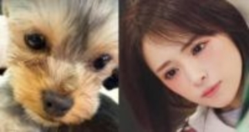 【 浜崎あゆみ 】　愛犬「グミ」が手術　「無事終わり、つい先ほど麻酔から目覚めたそうです」「まだ生まれて9ヶ月の小さい身体で長時間、頑張ってくれて有難う」