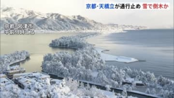 京都・天橋立で複数の松が倒れ通行止め　雪の重みか　京都・宮津市の日本三景