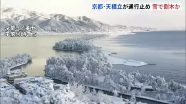 京都・天橋立で複数の松が倒れ通行止め　雪の重みか　京都・宮津市の日本三景