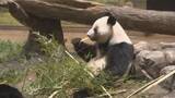 「上野動物園のパンダ返還に中国外務省「日本の人々が中国にパンダを見にくることを歓迎する」 今後の貸し出しについてはコメントせず」の画像1