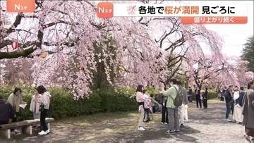 「暖かいのでみんなで楽しめれば」きのう“桜の満開”発表の仙台　花見客でにぎわう