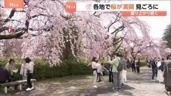 「暖かいのでみんなで楽しめれば」きのう“桜の満開”発表の仙台　花見客でにぎわう