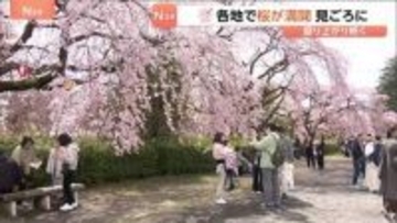 「暖かいのでみんなで楽しめれば」きのう“桜の満開”発表の仙台　花見客でにぎわう