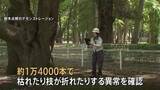「都内の樹木80万本を緊急点検　1万4000本に枝が折れたりするなどの異常　小池百合子都知事 「スピード感をもって植え替え進める」」の画像1