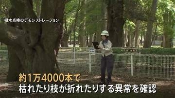 都内の樹木80万本を緊急点検　1万4000本に枝が折れたりするなどの異常　小池百合子都知事 「スピード感をもって植え替え進める」