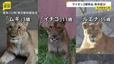 「熱中症が原因か 多摩動物公園でライオンが相次いで死ぬ 「ムギ」「イチゴ」「ルエナ」の3頭」の画像1