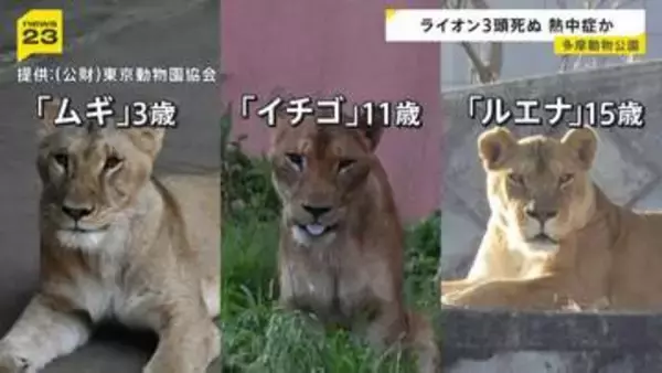 熱中症が原因か 多摩動物公園でライオンが相次いで死ぬ 「ムギ」「イチゴ」「ルエナ」の3頭