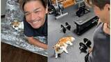 「【 いぬ 】照英の愛犬「パピコ」が「監督」に　「ベンチプレス120kgあげる事が、今の目標だ！」」の画像1