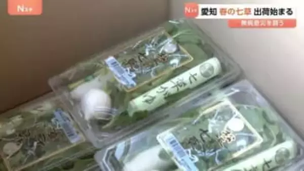 「春の七草」出荷はじまる 1月7日の朝に向けて　愛知･豊田市