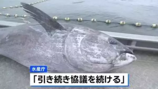 クロマグロの漁獲枠増、メキシコが突如反対で合意に至らず　年内合意は厳しい状況に
