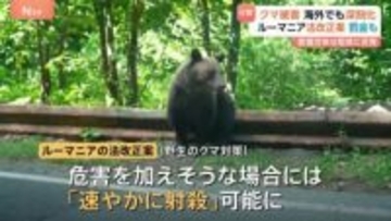 欧州でもクマの被害増加「駆除枠の拡大や速やかに射殺」の法改正進めるも「駆除では問題解決しない」と動物愛護団体は反発