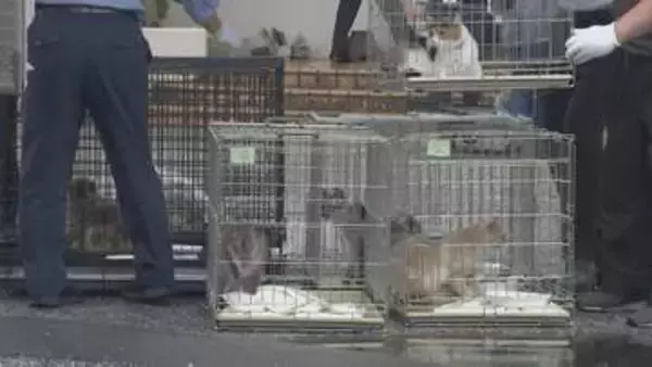 犬猫11匹を劣悪環境で飼育し虐待か　男女２人を動物愛護法違反の疑いで逮捕 警視庁