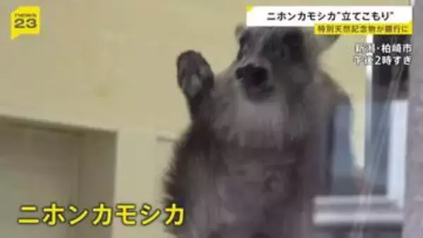 銀行に立てこもっていたのは特別天然記念物ニホンカモシカ　どう捕獲？　新潟・柏崎市
